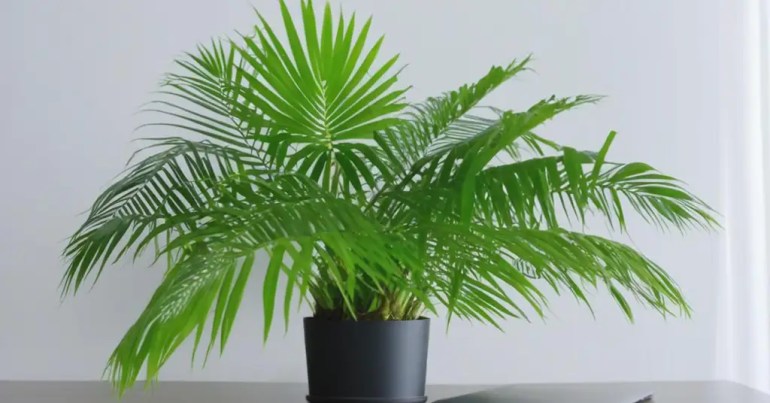 Pokok Areca Palm (Dypsis Lutescens)