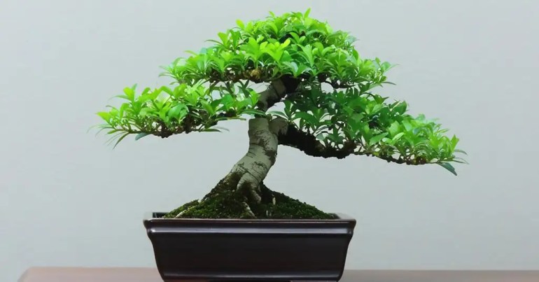 Pokok Bonsai Kecil