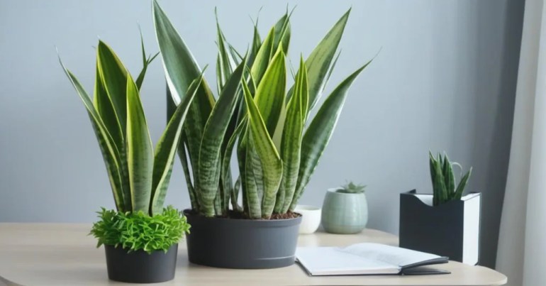 Pokok Lidah Mertua (Sansevieria)