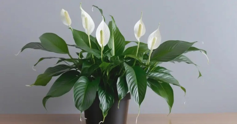 Pokok Peace Lily (Spathiphyllum)