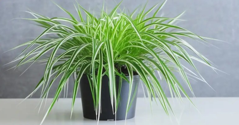 Pokok Spider (Chlorophytum Comosum)