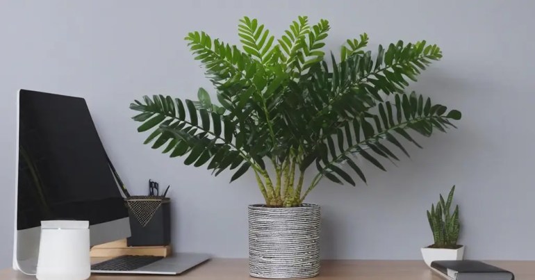 Pokok ZZ (Zamioculcas Zamiifolia)